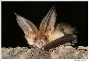 Brown Long Eared Bat 1